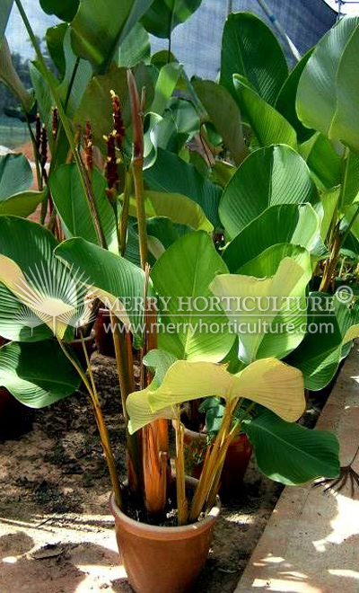 Calathea Lutea